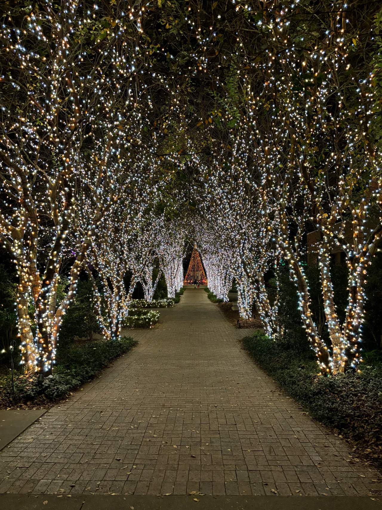 An alley of crepe myrtles wrapped in white lights arches over a brick path at night.