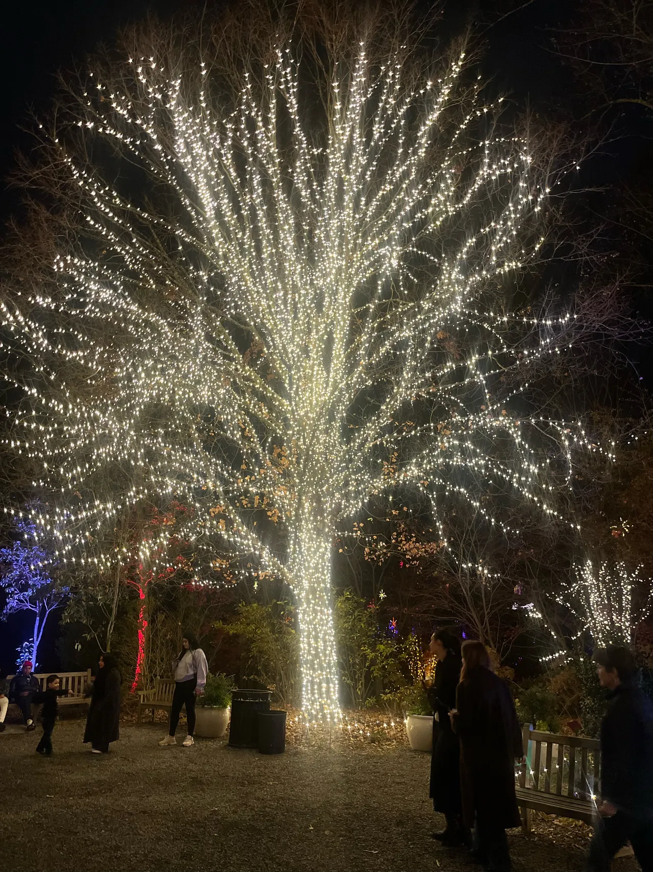 A large tree wrapped trunk to branch tip in warm white lights, with visitors gathered beneath it.
