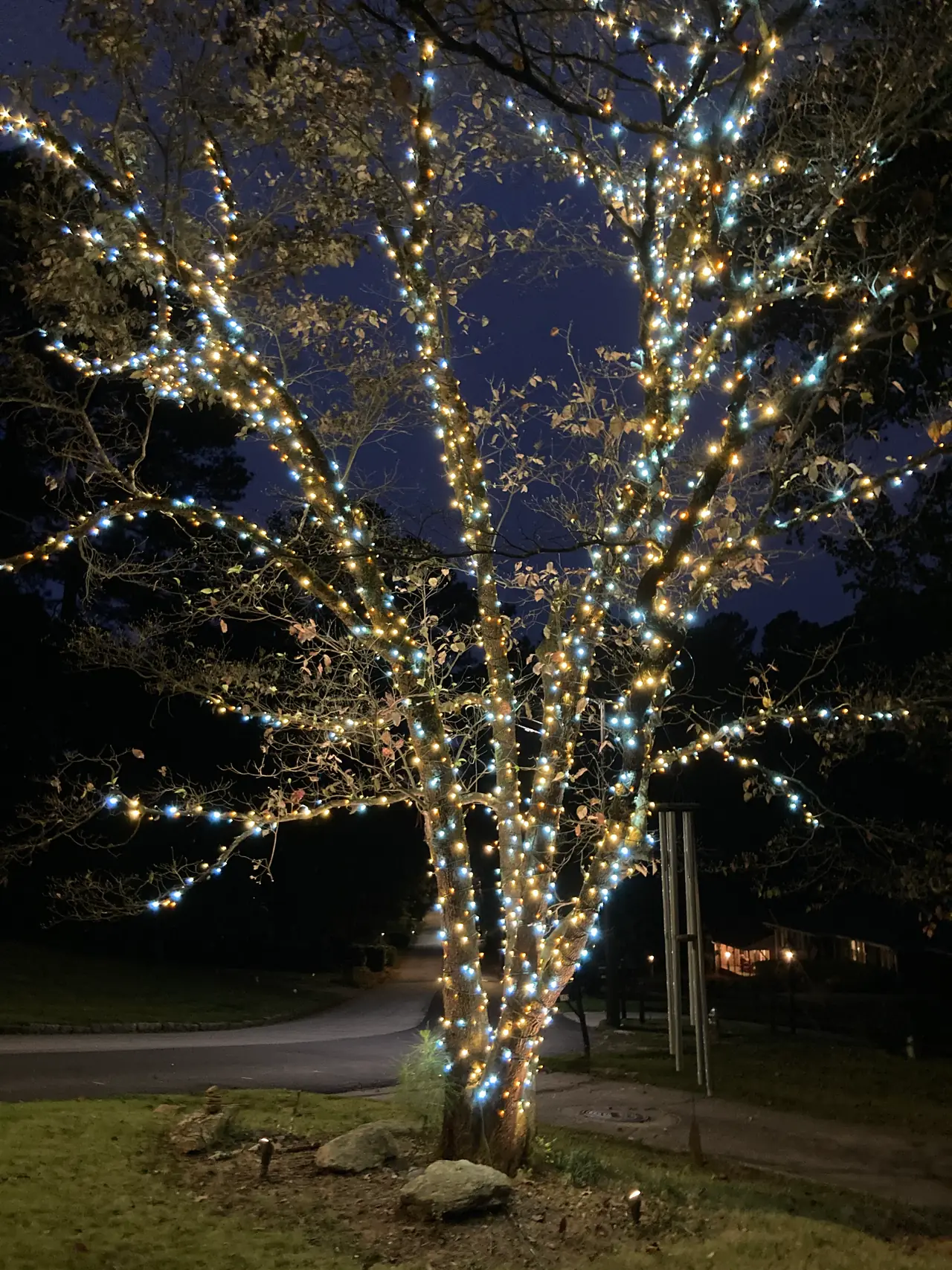 Warm white lights wrap a tree trunk and its branching canopy at night.